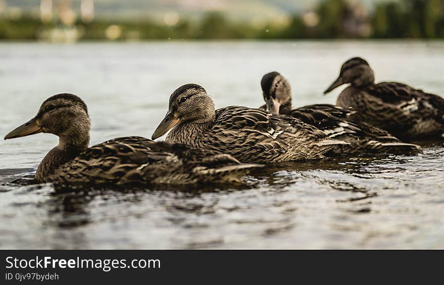 Young ducks on the river