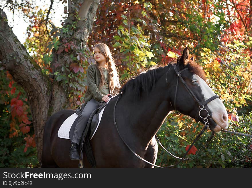 Therapy with horses - hippo therapy