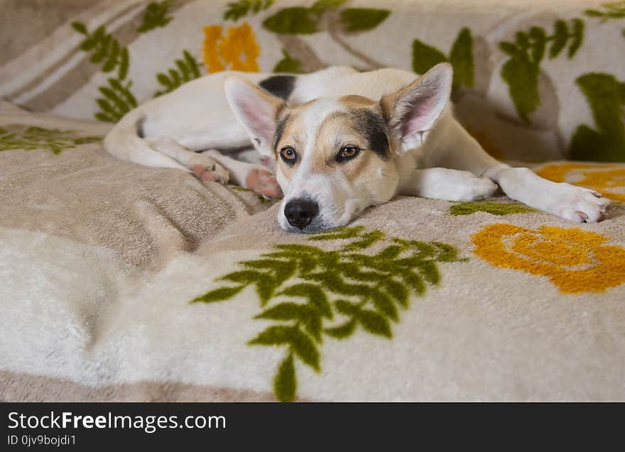 Sad cross-breed of hunting and northern dog lying on a sofa and waiting the master returning home after work