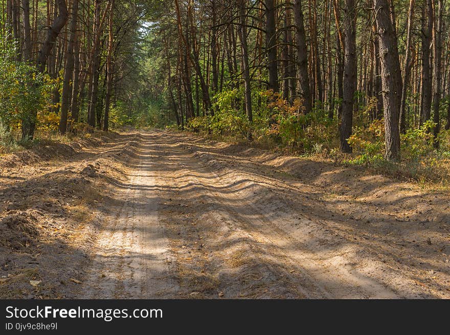 Summer landscape with an empty sandy road in pine forest