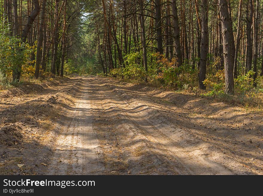 Empty sandy road in pine forest