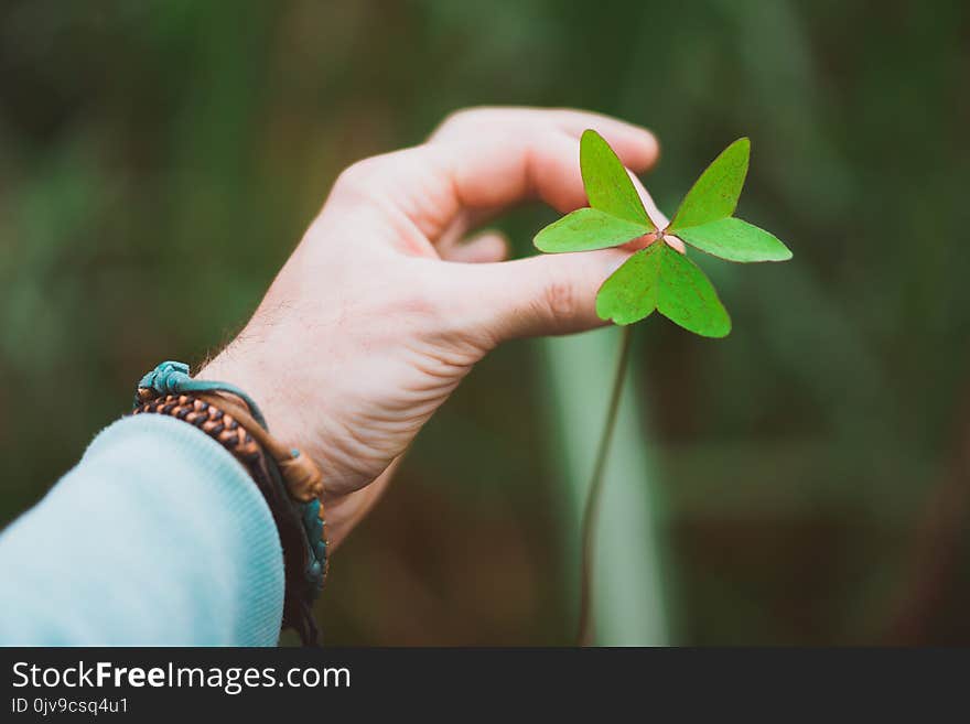 Man hand holding an exotic green clover leave. Green blurred background