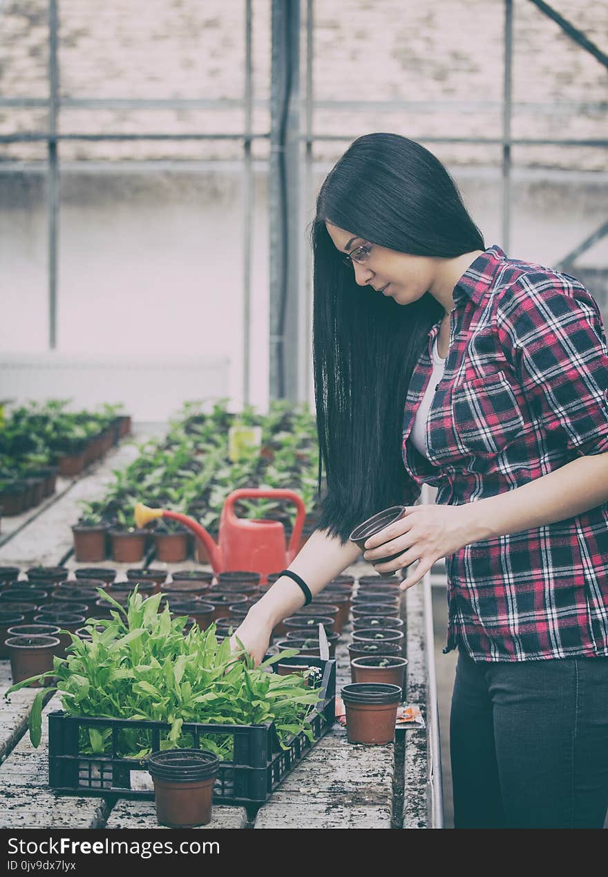 Young female farmer transplanting sprouts in greenhouse. Young female farmer transplanting sprouts in greenhouse