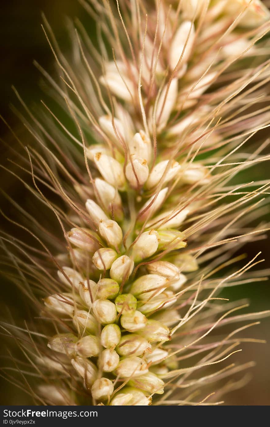 Grass Seed In The Ear. Macro