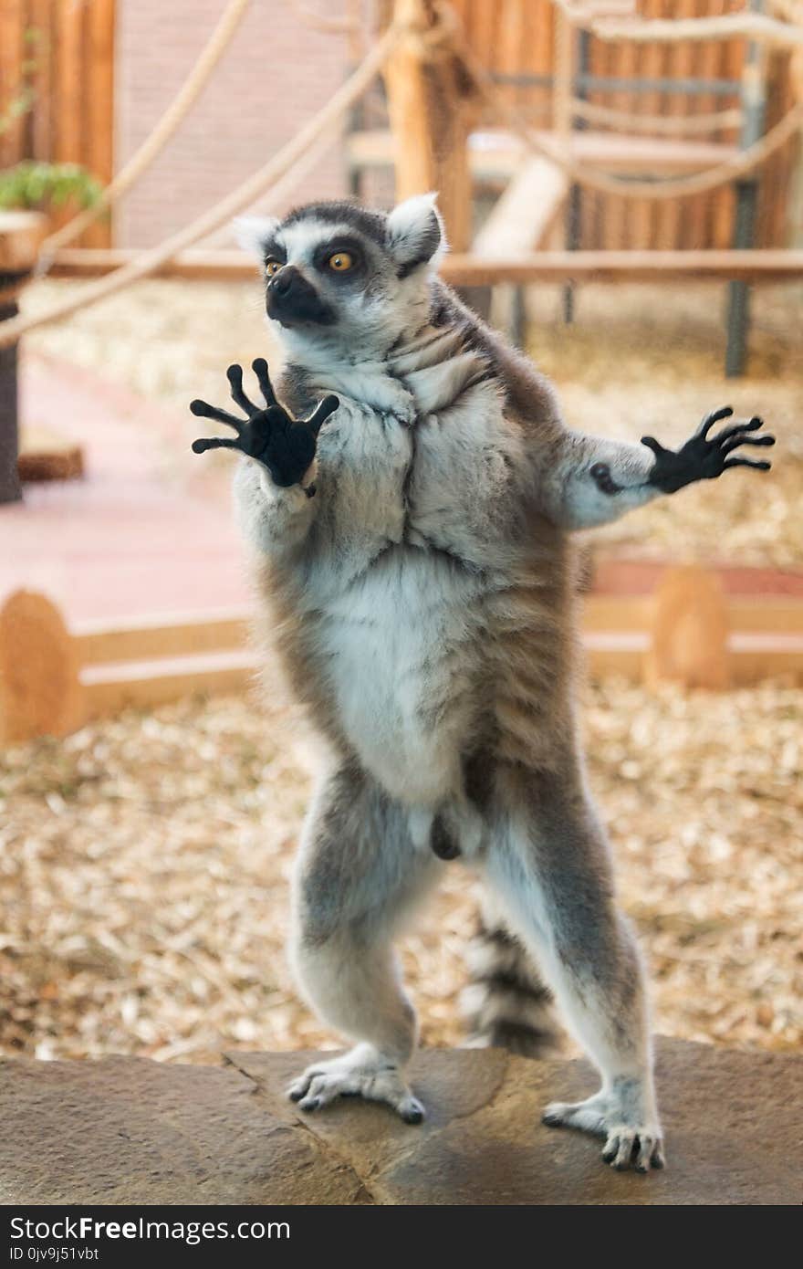 One tailed lemur on stone plate