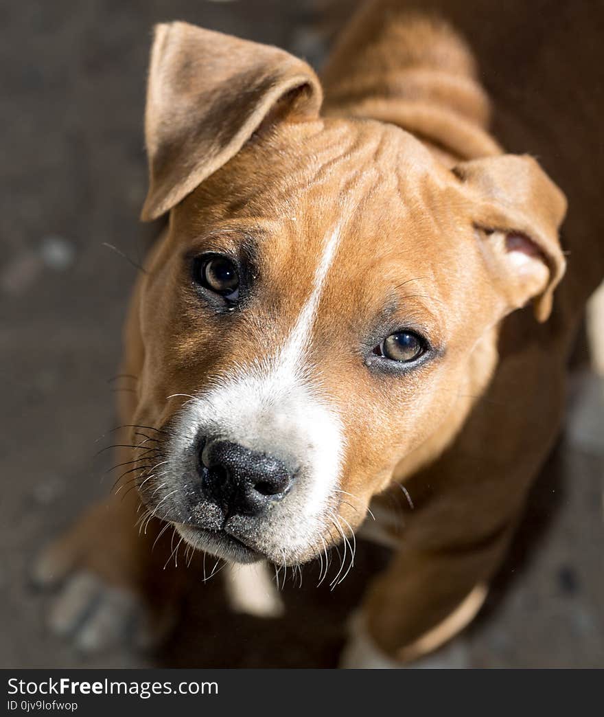 Portrait redhead pit bull dog . In the park in nature