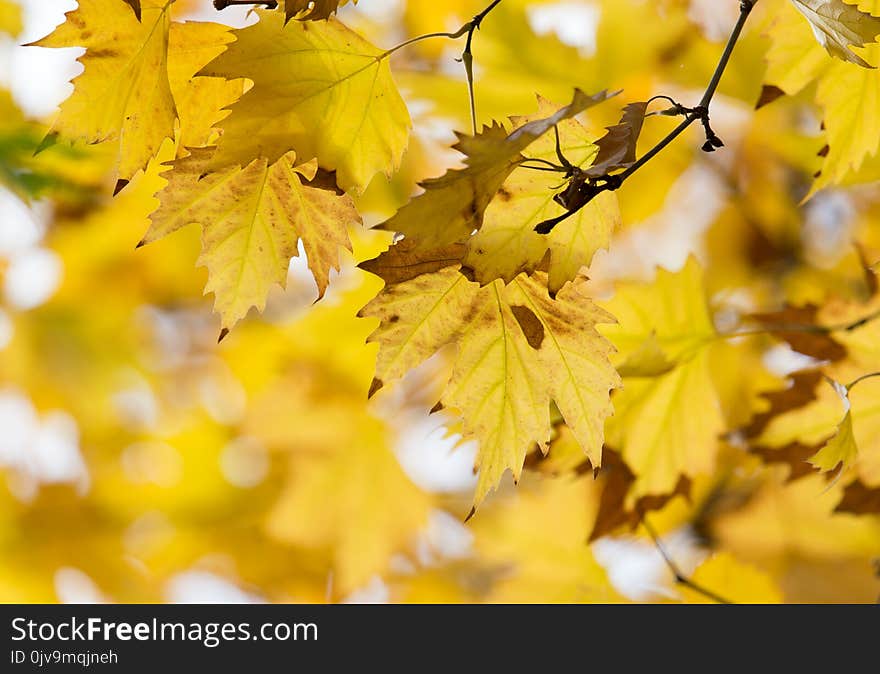 The leaves on the tree in nature in autumn