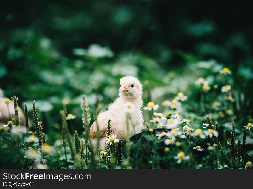 Little Angry Chicken Standing On The Earth And Shouting