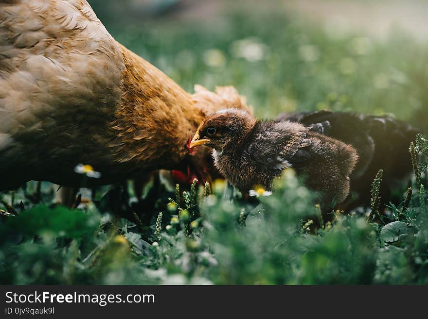 Little angry chicken standing on the earth and shouting