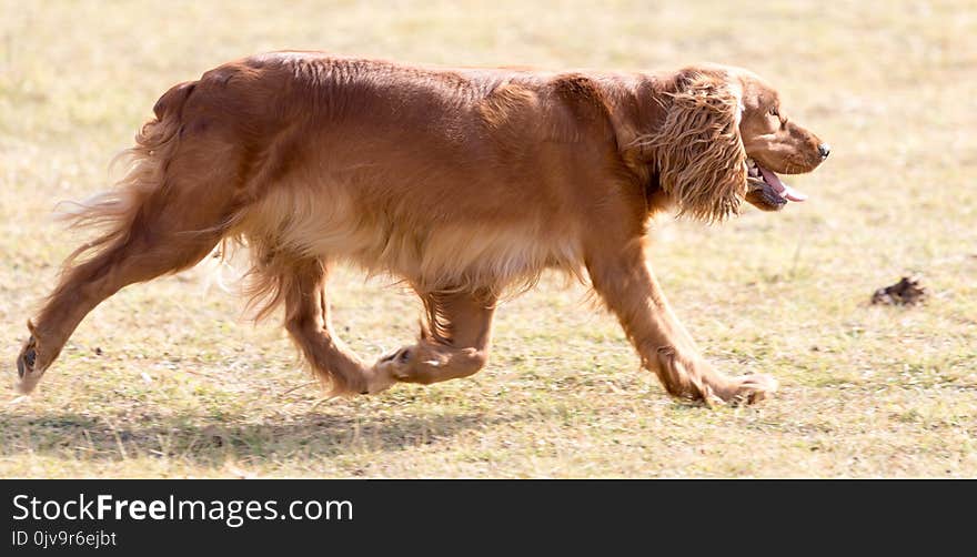 Red dog on the nature