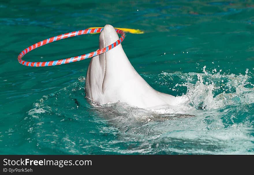 Dolphin in the pool . In the park in nature