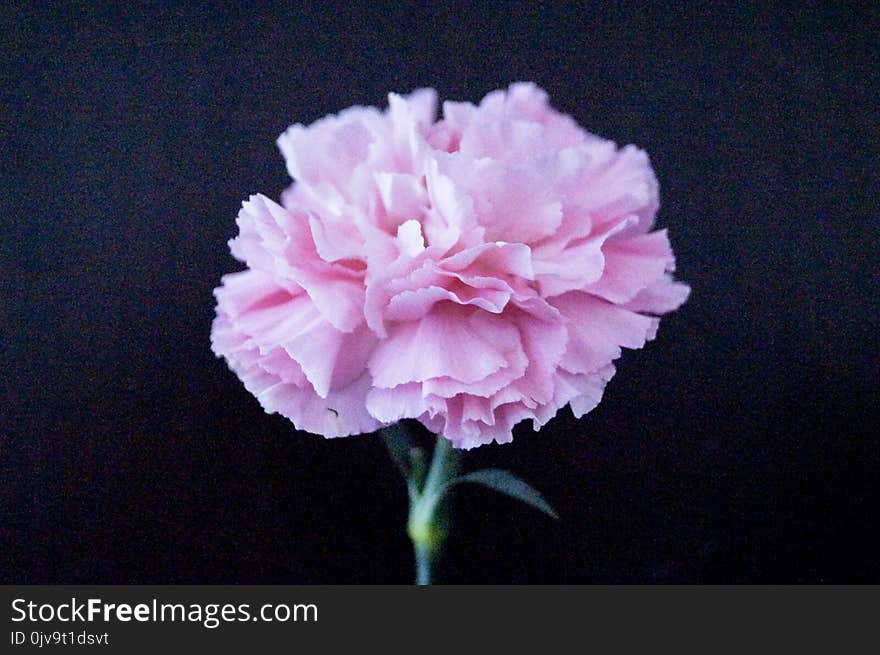 One pink carnation flower isolated on black background so beautiful.