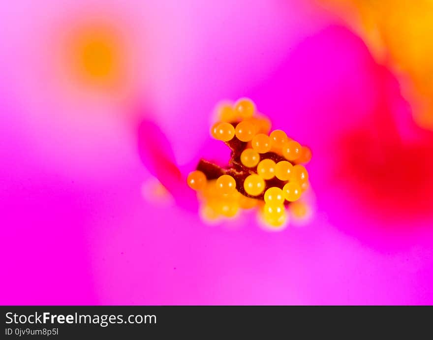 Pollen In Flower. Macro