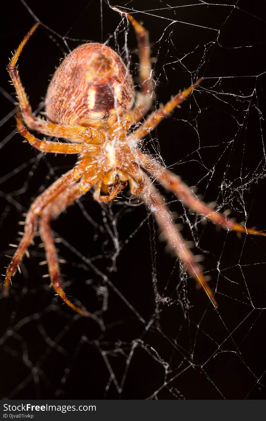 Spider on the web . In the park in nature