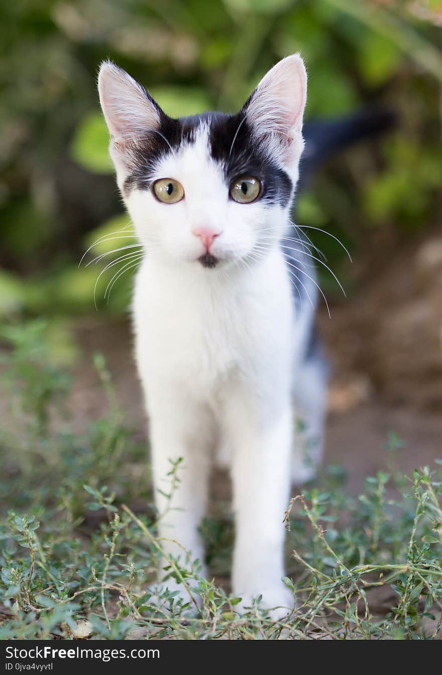 Beautiful kitten on nature . In the park in nature