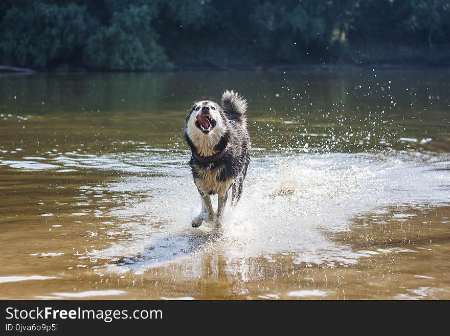 Siberian husky like to shake right in the water. Siberian husky like to shake right in the water