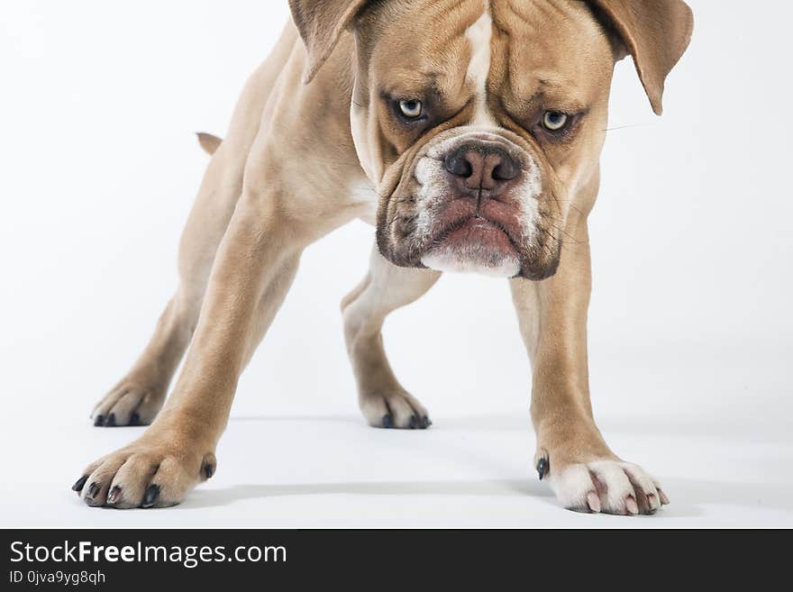 A young english bulldog from the front, white background. A young english bulldog from the front, white background