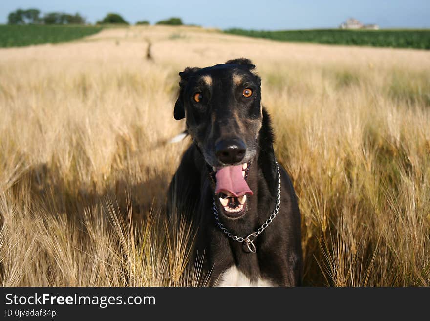 Polish greyhound in search of grain for prey and works with a smile. Polish greyhound in search of grain for prey and works with a smile