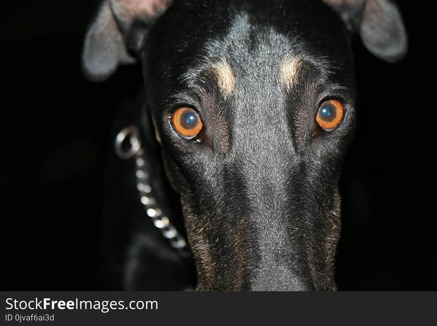 Look in the eyes of the Polish greyhound with the camera. Look in the eyes of the Polish greyhound with the camera