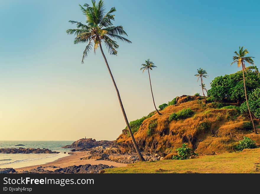 Hill with coconut palm trees in a tropical resort location. Tinted.