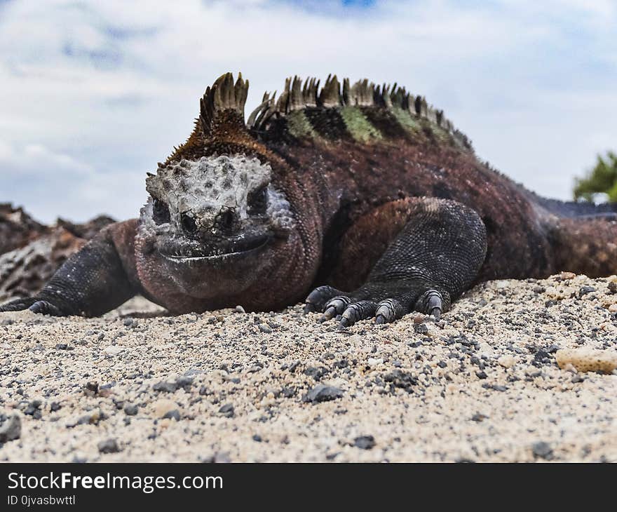 Marine Iguana On Santiago Island In Galapagos National Park