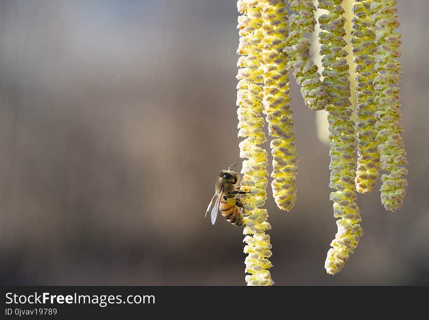 Bee Collects Pollen On Hazel