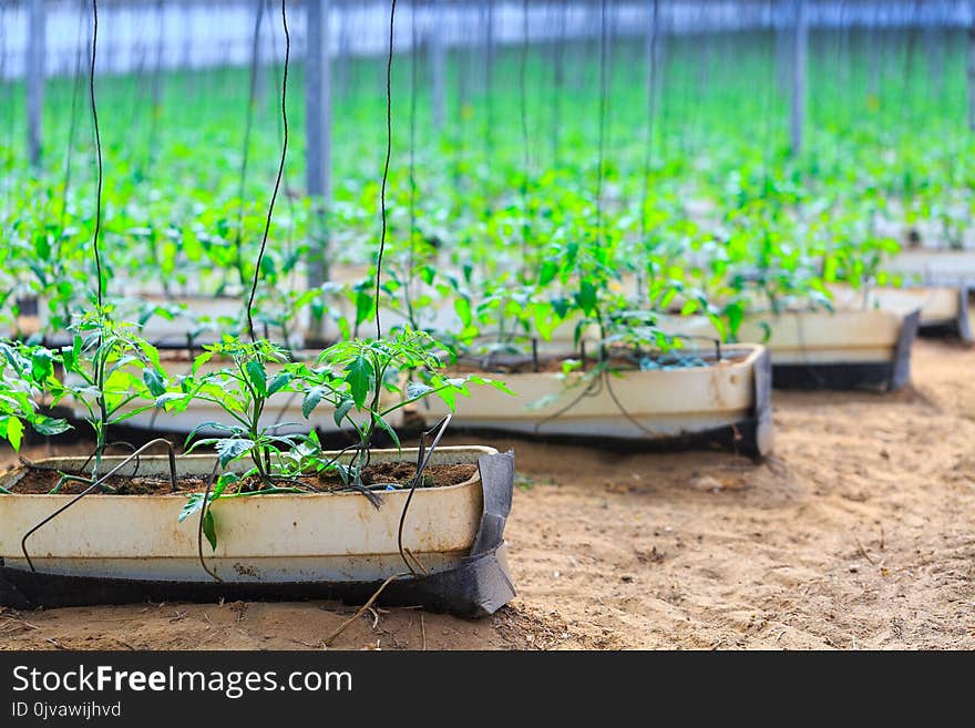 Flowering plants of tomatoes growing in the pots, inside giant plantation of hydroponic greenhouse. Concept farming, food production. Somewhere in Portugal