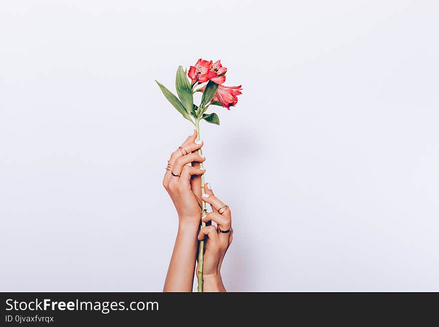 Close-up of a red flower in female hands with a manicure on a white background