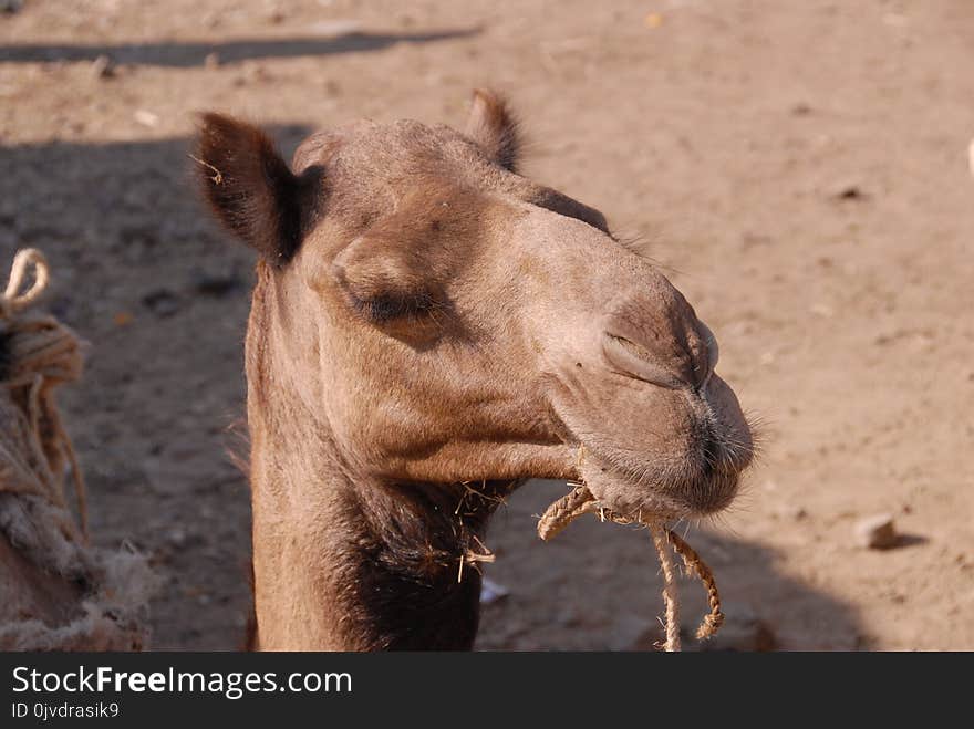 Camel, Camel Like Mammal, Arabian Camel, Terrestrial Animal