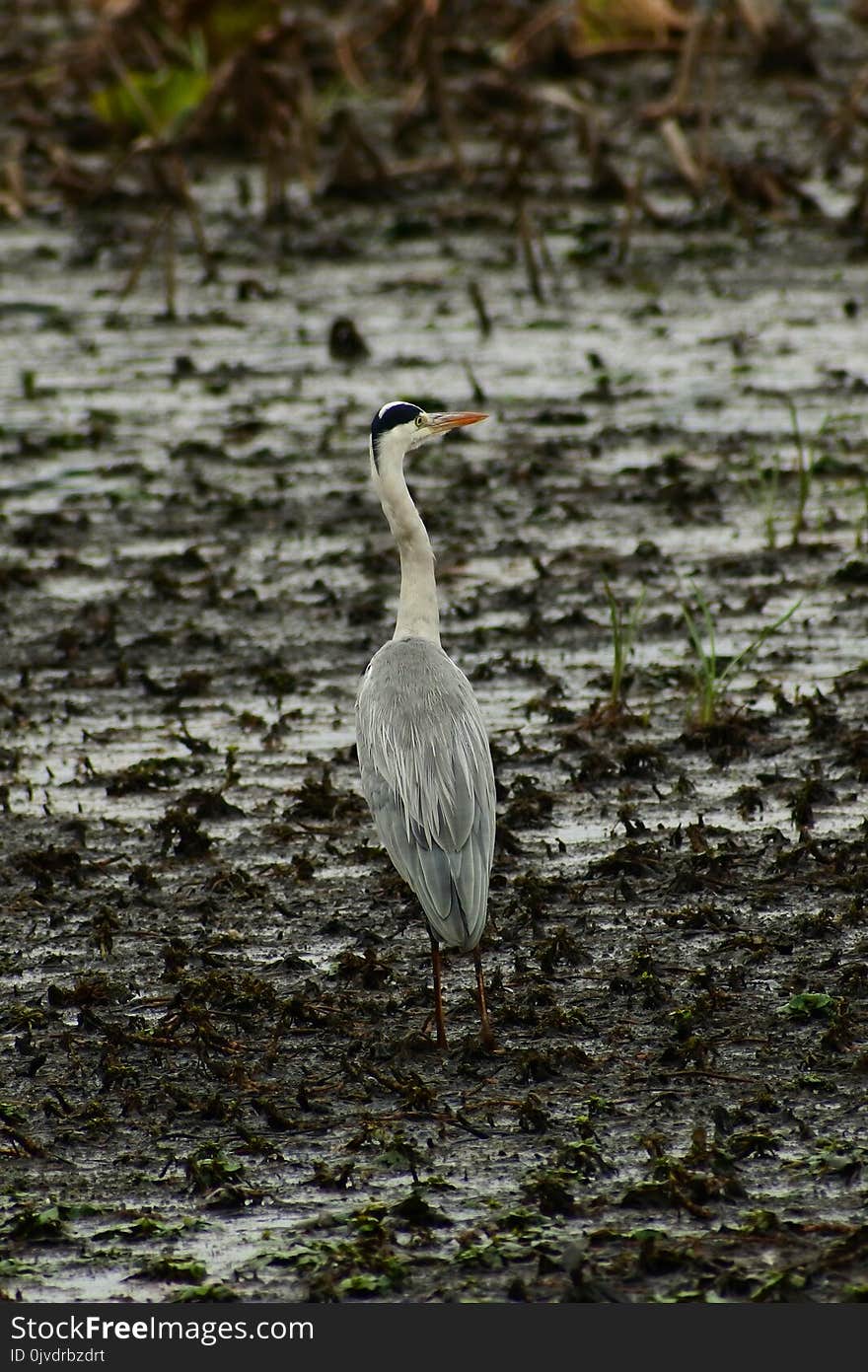 Bird, Water, Fauna, Beak