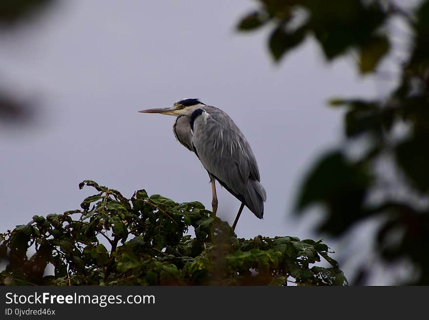 Bird, Fauna, Beak, Wildlife