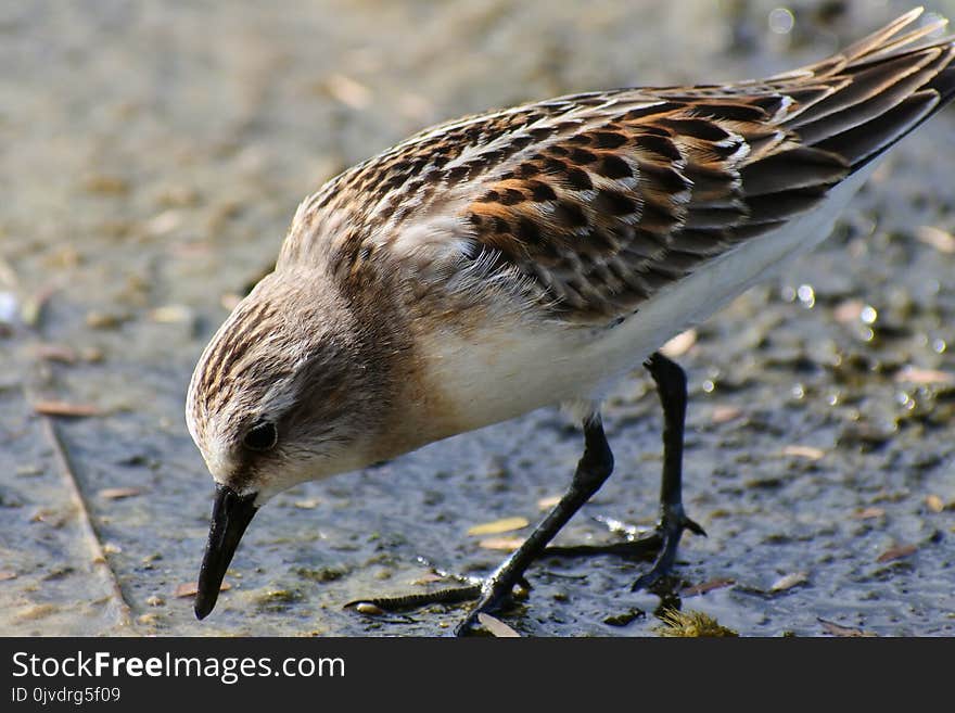 Bird, Calidrid, Sandpiper, Beak