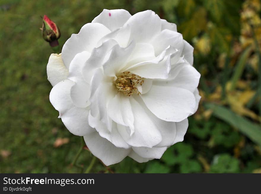 Flower, White, Rose Family, Rose