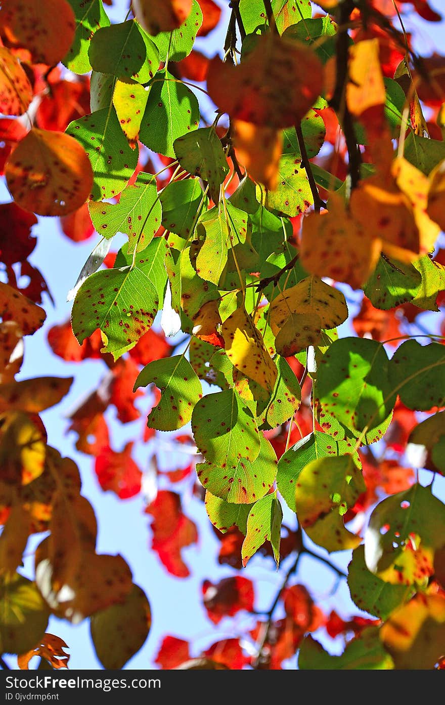 Leaf, Autumn, Branch, Tree