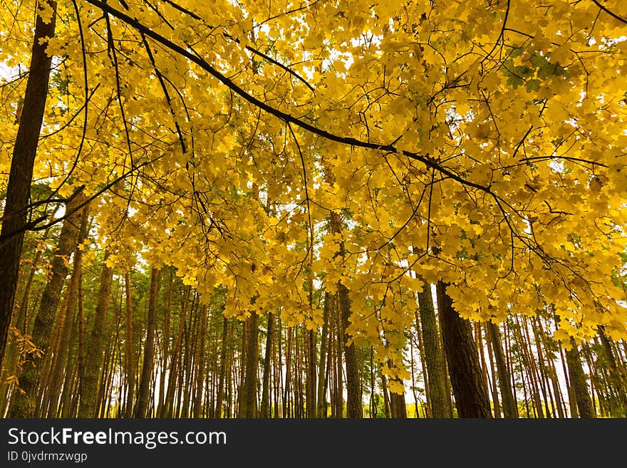 Nature, Yellow, Maidenhair Tree, Tree