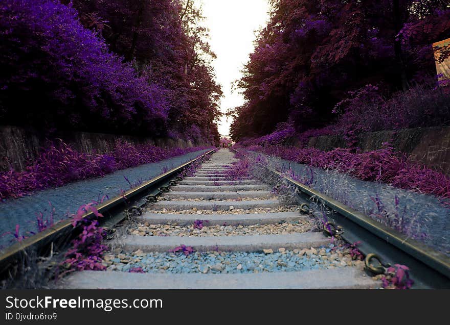 Nature, Purple, Track, Flower