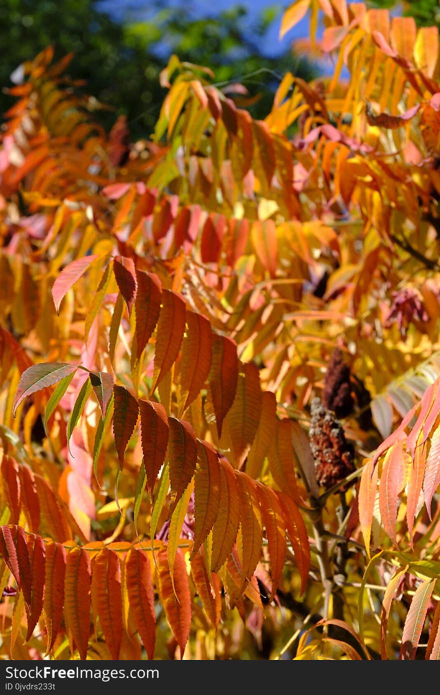 Leaf, Autumn, Deciduous, Shrub