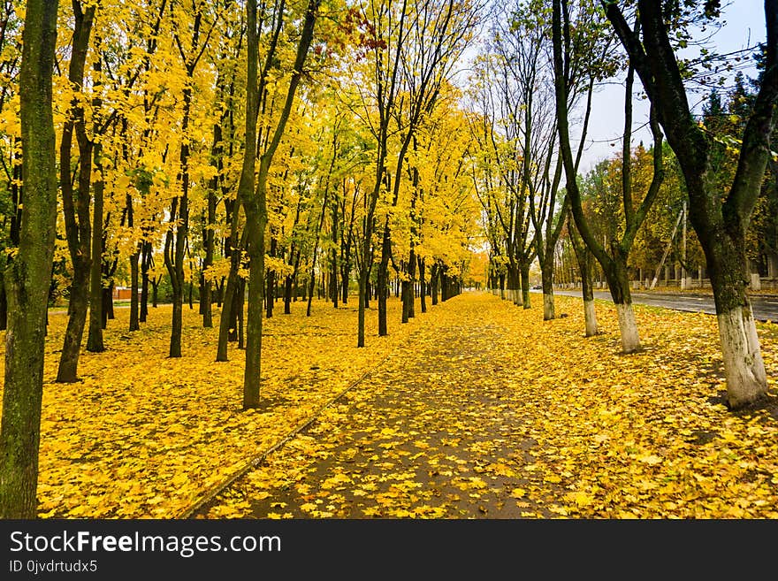 Yellow, Nature, Tree, Autumn