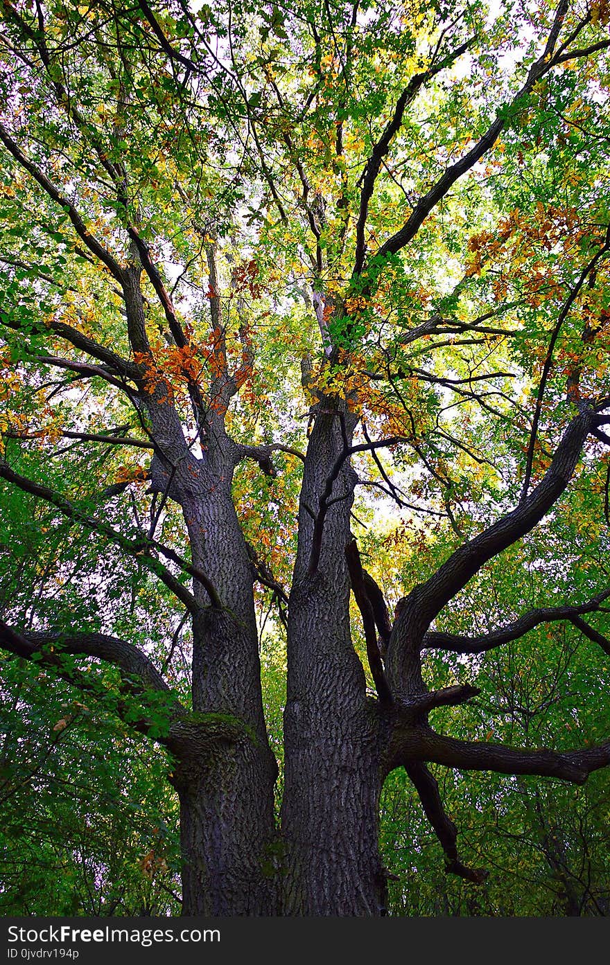 Tree, Woody Plant, Nature, Branch