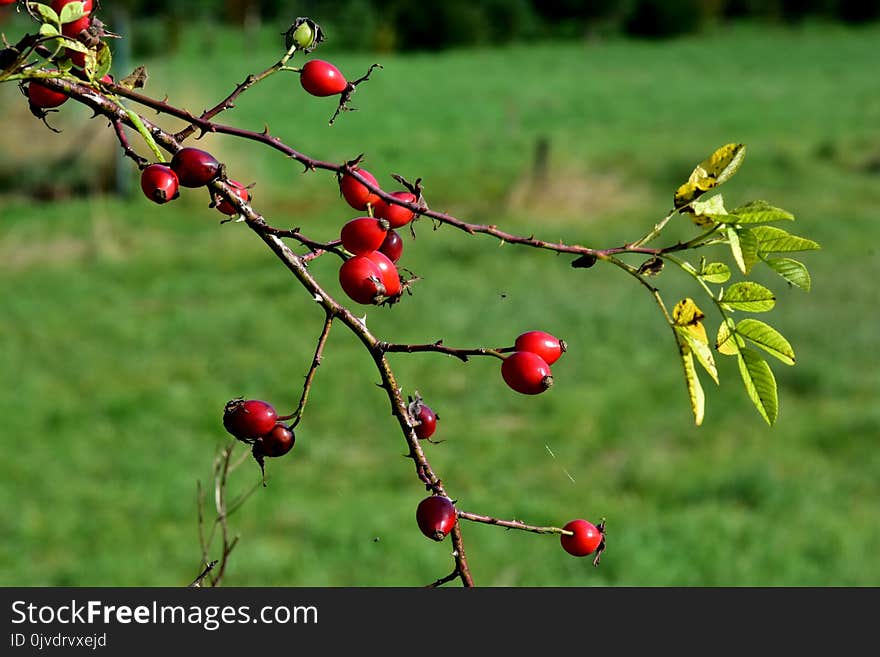 Rose Hip, Cherry, Fruit, Plant