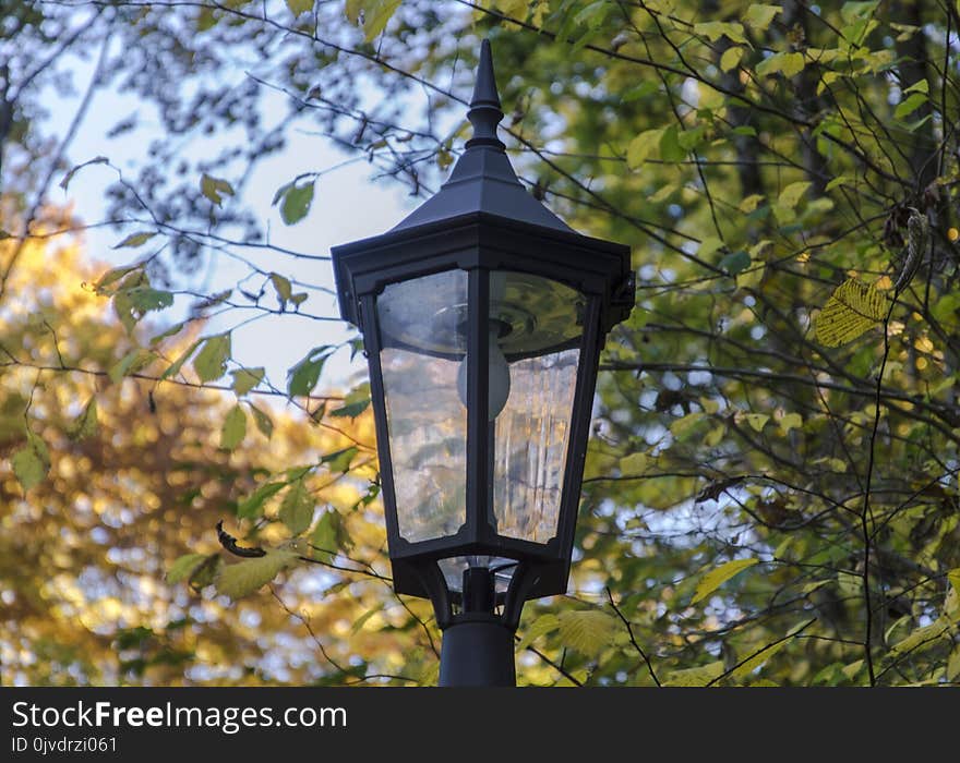 Lighting, Bird Feeder, Tree, Branch