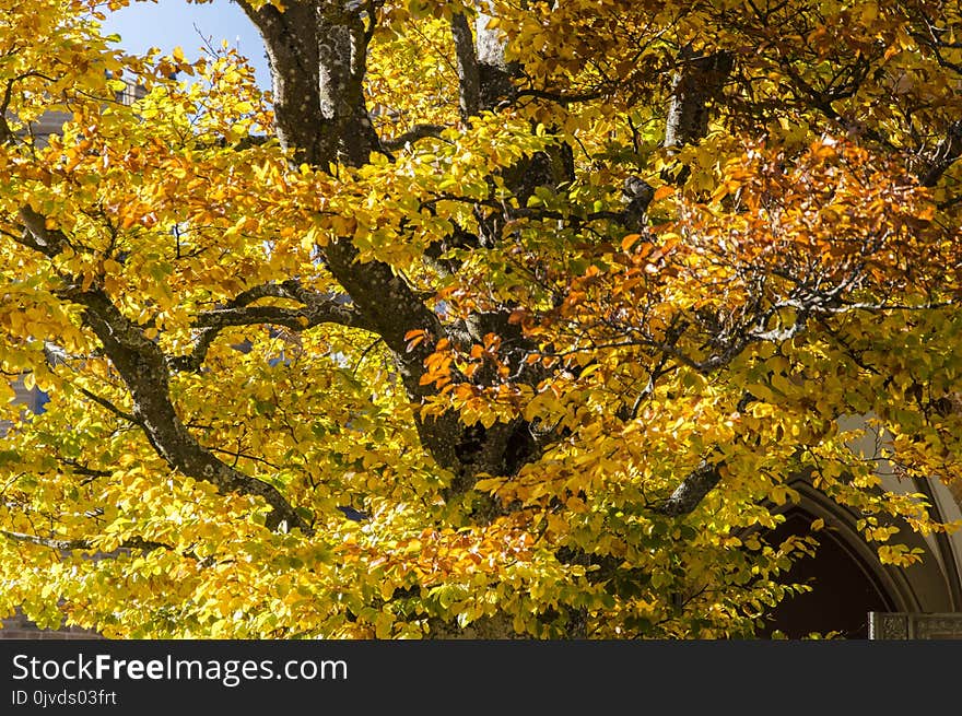 Tree, Yellow, Autumn, Woody Plant