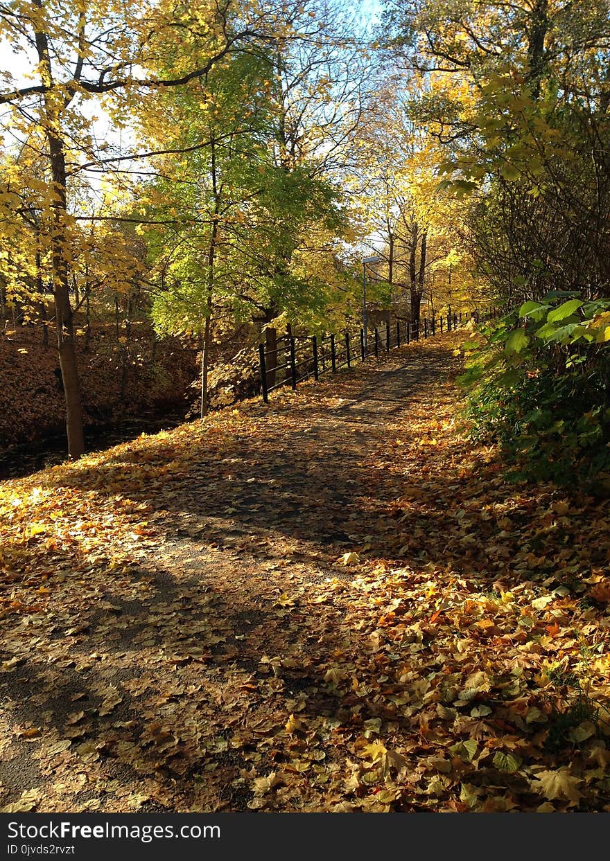 Path, Nature, Woodland, Leaf