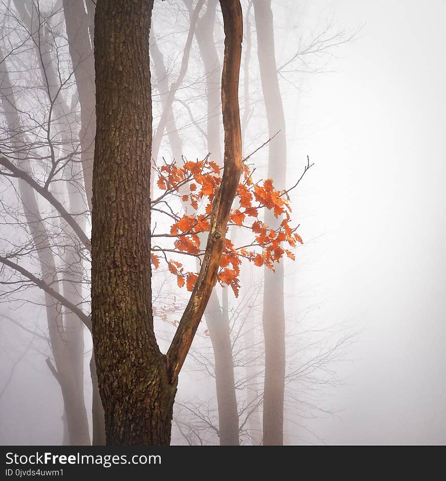 Tree, Branch, Woody Plant, Leaf