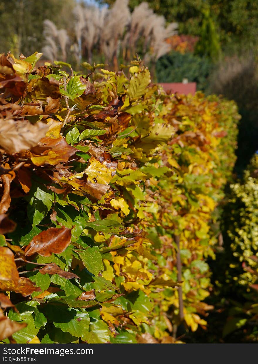 Plant, Vegetation, Flora, Autumn