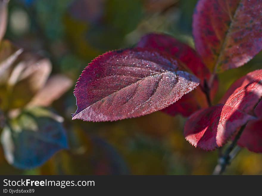 Leaf, Flora, Autumn, Close Up