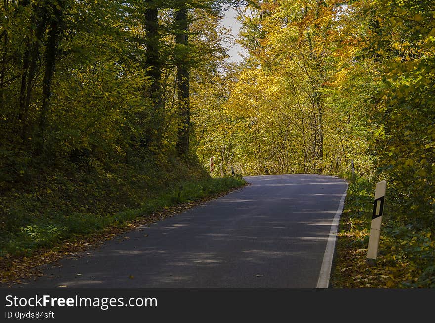 Road, Path, Leaf, Nature