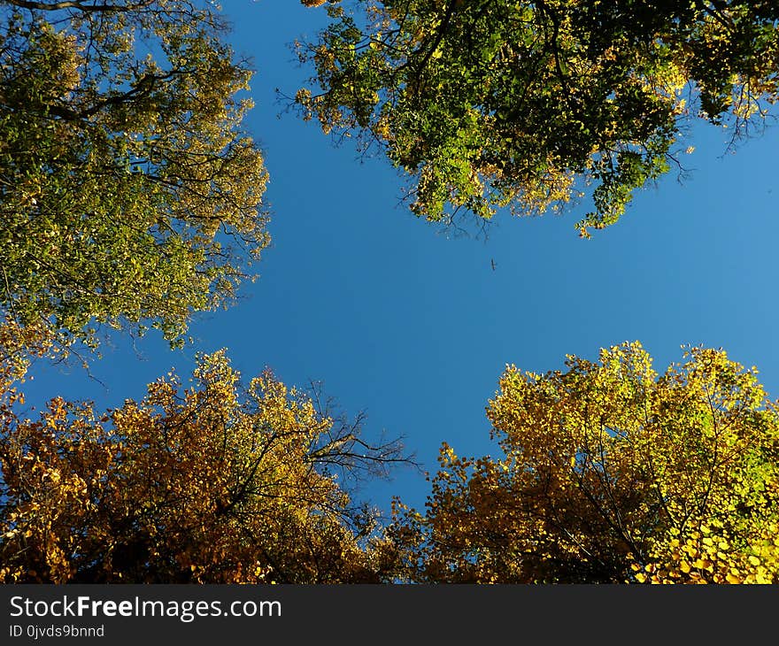 Sky, Nature, Leaf, Tree