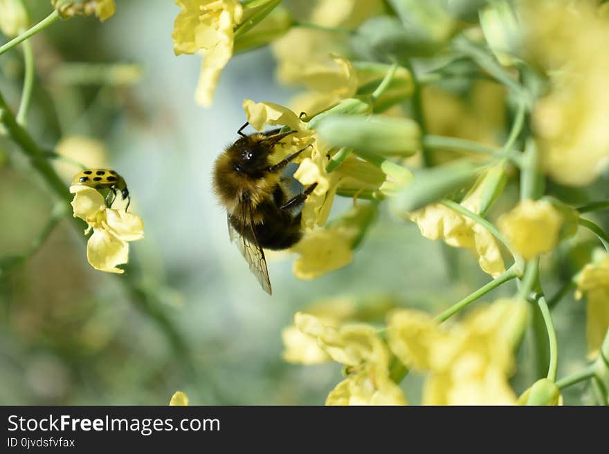 Bee, Honey Bee, Bumblebee, Insect