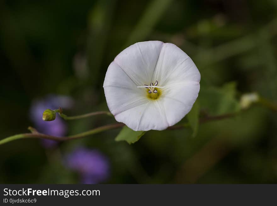 Flower, Flora, Plant, Wildflower